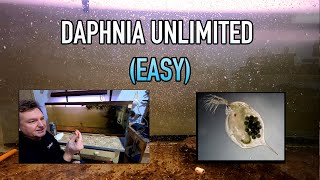 How I Raise Daphnia Water Fleas And You Can Too [upl. by Barna]