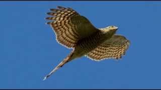 Sparrowhawk Bird Call Bird Song [upl. by Naenaj436]