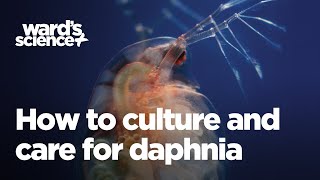 Caring and Culturing for Daphnia [upl. by Pontias]