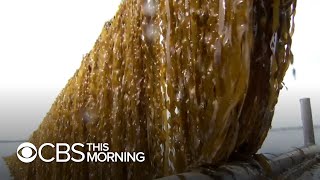 Growing US kelp farming industry boosts economies captures carbon [upl. by Hathcock]