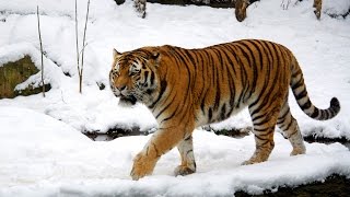 Siberian Tiger Documetary HQ 720p [upl. by Frissell]