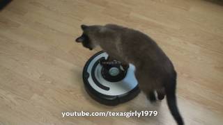 Cat shows HOW TO use iRobot Roomba Vacuum [upl. by Sidnala]