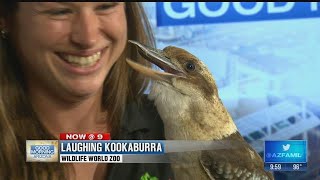 Meet the Laughing Kookaburra [upl. by Sebastian]