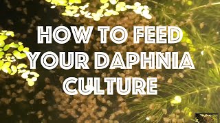 How To Feed Your Daphnia Culture [upl. by Aitnecserc]