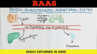 RAAS  Renin Angiotensin Aldosterone System  Easily explained in Hindi [upl. by Banwell30]