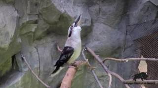 Kookaburra Laughing [upl. by Antonella]