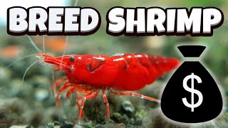 How to Breed Shrimp  A full guide [upl. by Everson]