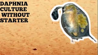 HOW TO CULTURE DAPHNIA NATURALLY WITHOUT A STARTER [upl. by Trahern818]