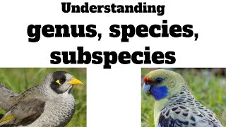 understanding genus species subspecies  a lesson in animal taxonomy [upl. by Leinahtam]