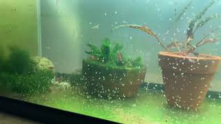 Daphnia Culturing Snails or no snails [upl. by Enaenaj]