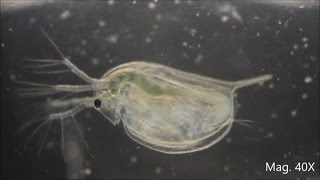 Daphnia magna under the Microscope [upl. by Corrianne]