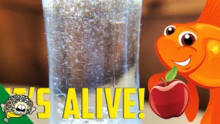 How to culture Vinegar Eels The EASY Way Live Fish Food [upl. by Acemat]