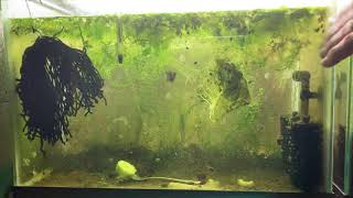 Scuds Daphnia Cherry Shrimp Copepods My aquatic food culture [upl. by Esilec]