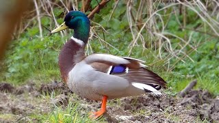 Mallard Calls  Duck Sounds [upl. by Naret]