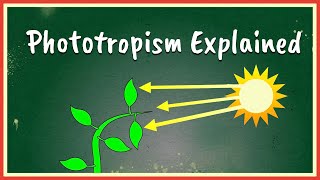 Phototropism Explained [upl. by Nicky]