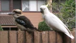 Cockatoo teasing Kookaburra [upl. by Aprile]