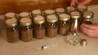 Mushroom culture demonstration  Liquid culture to Grain inoculation [upl. by Ramyar531]