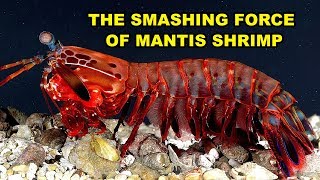 The Smashing Force of Mantis Shrimp [upl. by Pinter]