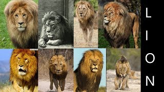 Lion Subspecies Formal Lion Subspecies [upl. by Leber114]