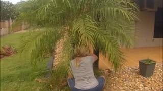 How To Prune a Dwarf Date Palm [upl. by Selden]