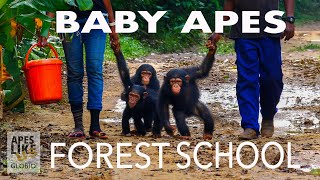 BABY APE FOREST SCHOOL [upl. by Krik]