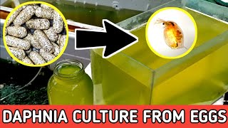 HOW TO HATCH DAPHNIA EGGS  HOW TO CULTURE DAPHNIA [upl. by Adlanor340]