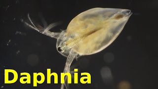 Daphnia [upl. by Poul]