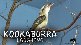 Kookaburra Laughing [upl. by Renate]