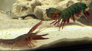 Giant Mantis Shrimp VS Invasive Crayfish  Catch amp Feed [upl. by Adlin]