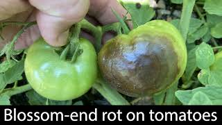 BlossomEnd Rot in Tomatoes Causes and Prevention [upl. by Aneloc]