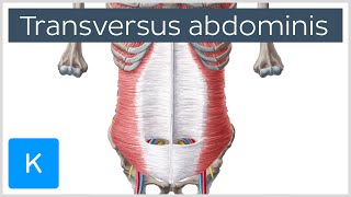 Transversus Abdominis Muscle Function amp Origins  Human Anatomy  Kenhub [upl. by Eikcid323]