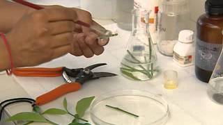 PLANT TISSUE CULTURE CSIR [upl. by Adiehsar538]