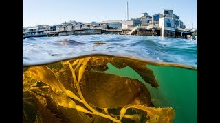 We love the Kelp Forest at the Monterey Bay Aquarium inside and out [upl. by Asiram]