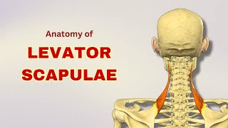 Levator Scapulae Muscle Anatomy  Extrinsic Back Muscle  Doctor Speaks [upl. by Garcia]