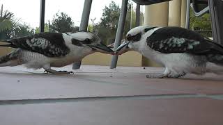 Kookaburra THE WORLDS MOST DETERMINED BIRD [upl. by Harim724]