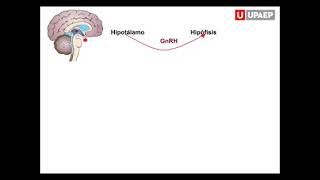 fisiología del ciclo estral de la vaca  UPAEP [upl. by Asecnarf]