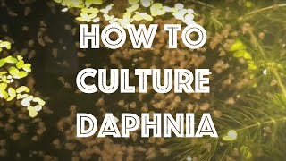 How To Culture Daphnia Magna [upl. by Penn]