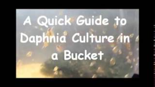 How to culture daphnia outside [upl. by Alicea]