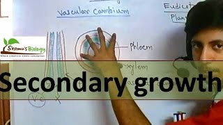 Secondary growth in plants [upl. by Derby662]