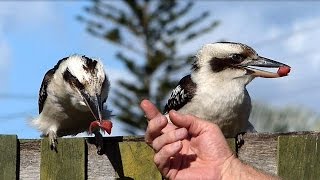 Australian Kookaburra Friendly [upl. by Bradan334]