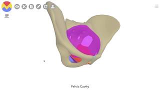 3D Tour of the Pelvic Floor [upl. by Aldwin65]