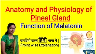 Anatomy and Physiology of Pineal Gland in Hindi  Function of Melatonin  Sleep Hormone [upl. by Notluf]