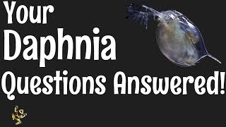 Daphnia Questions Answered [upl. by Anina]