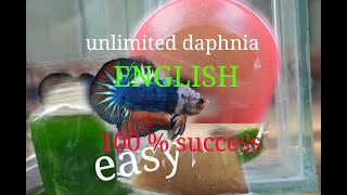 daphnia moina culture Easy way Unlimited production English  with sub Green water Chlorella [upl. by Merrie]