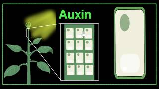 Major plant hormones amp how to remember  Control amp Coordination  Biology  Khan Academy [upl. by Ert]