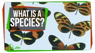 What Makes a Species a Species [upl. by Cilo206]