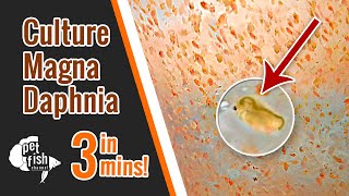 How to culture DAPHNIA MAGNA  The easy way [upl. by Jaala]