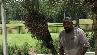 How I clean a roebelenii palm Pygmy date palm [upl. by Einnob]