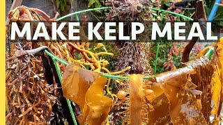 Make Dry Kelp Meal Seaweed Fertilizer at home for FREE Organic fresh and nutrient dense [upl. by Hrutkay]