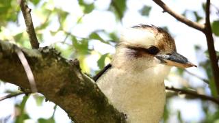 Kookaburra Sits in the Old Gum Tree [upl. by Bernardo]